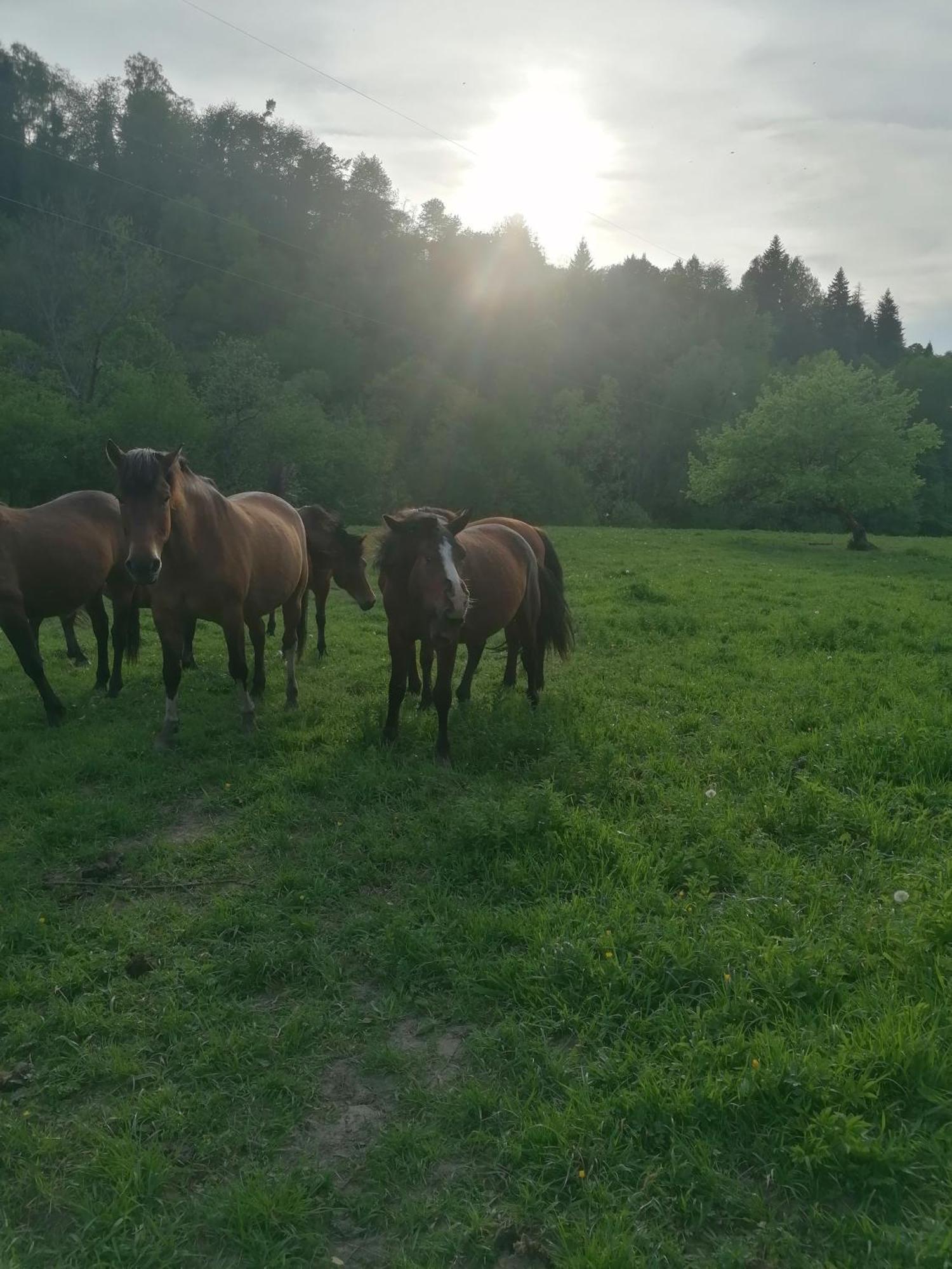 Lisi Zakatek Czarna (Bieszczady) Exterior foto